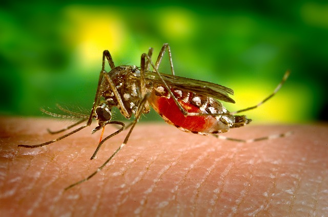 komari