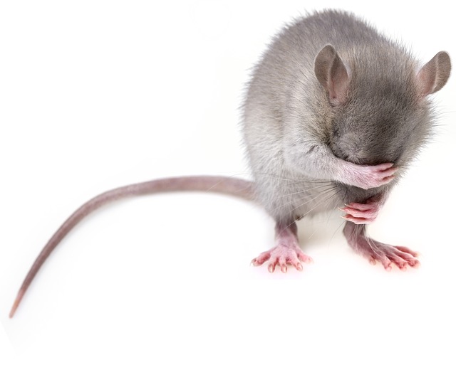 Jak se zbavit myší – poradíme vám preventivní opatření i domácí prostředky, které je udrží od vašeho domu dál