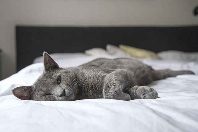 postel, kočka