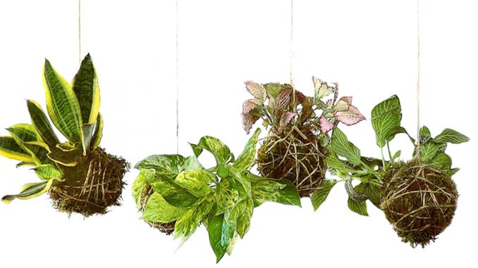 Originální pěstování rostlin – závěsné mechové koule kokedama