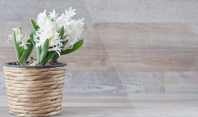 Staré květináče nevyhazujte – dejte jim novou šanci