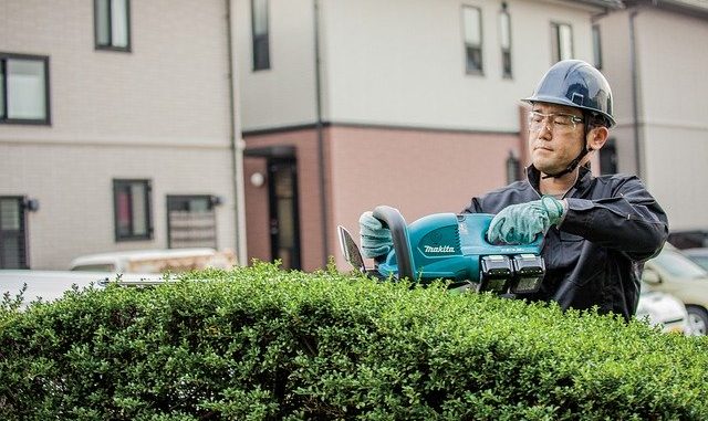 Přinášíme tipy na dřeviny, pro živý plot