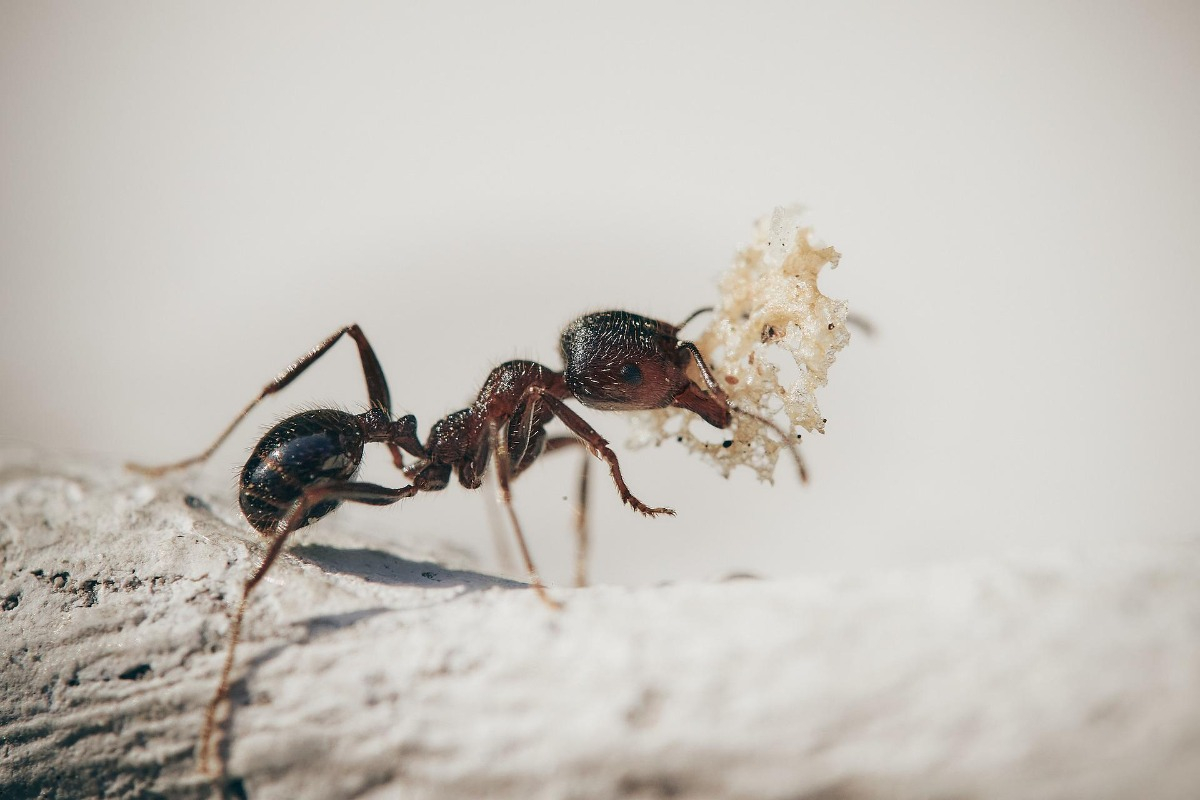 mravenec-skudce