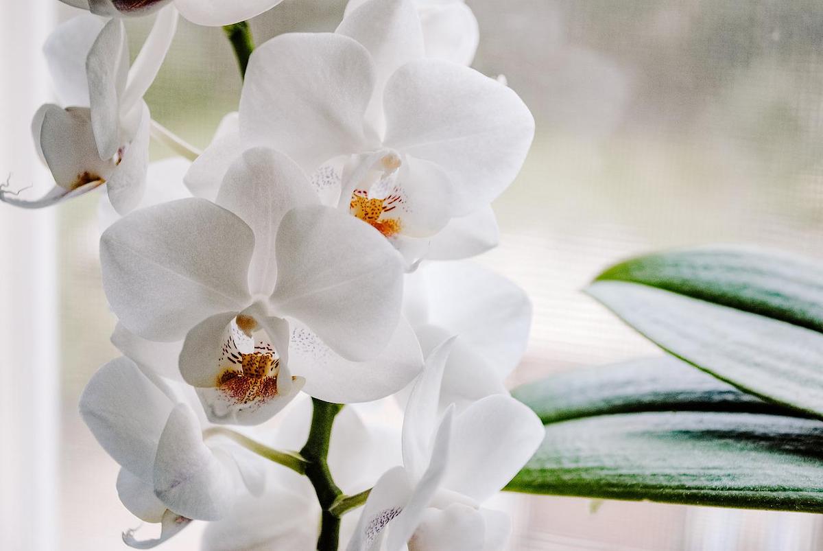 bila-orchidej