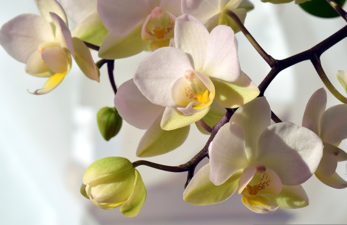 orchidej-bila