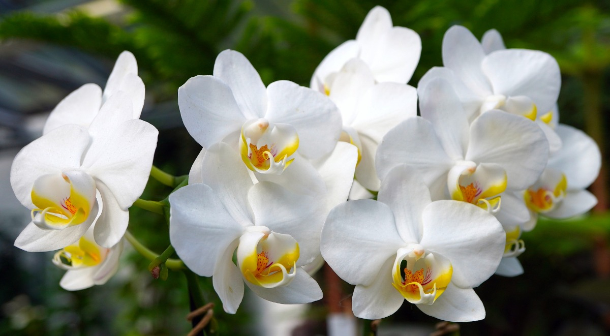 orchideje-bile