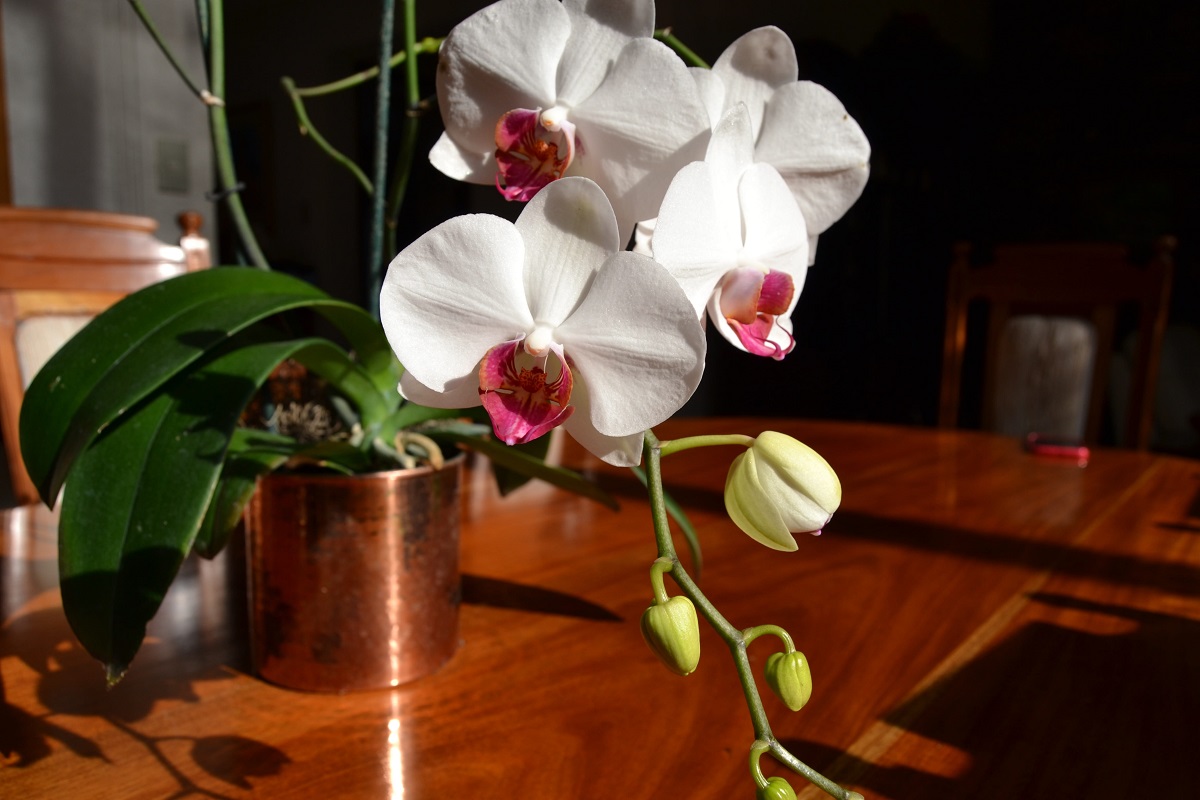 orchidej v květináči na stole