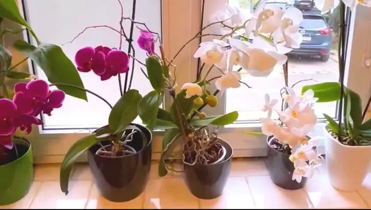 orchideje-parapet