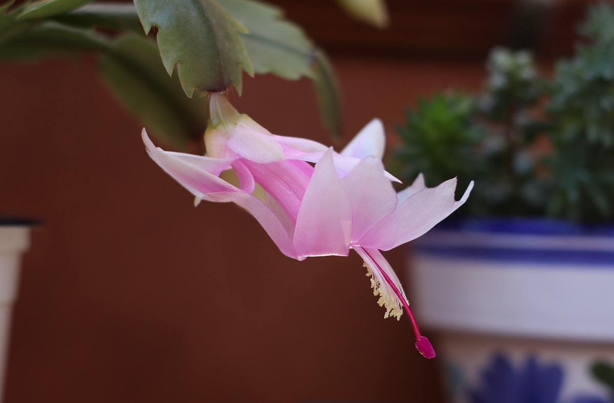 vanocni-kaktus-kvet