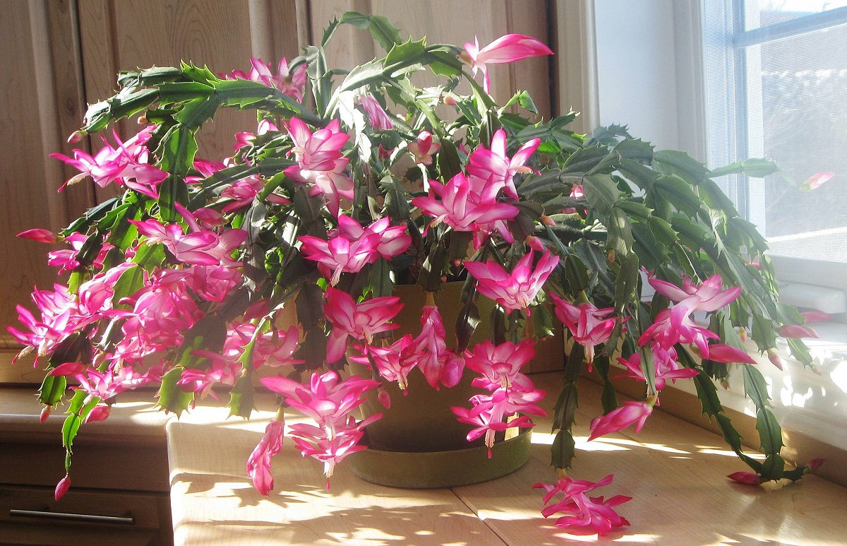 vanocni-kaktus-kvetinac-rozkvetly