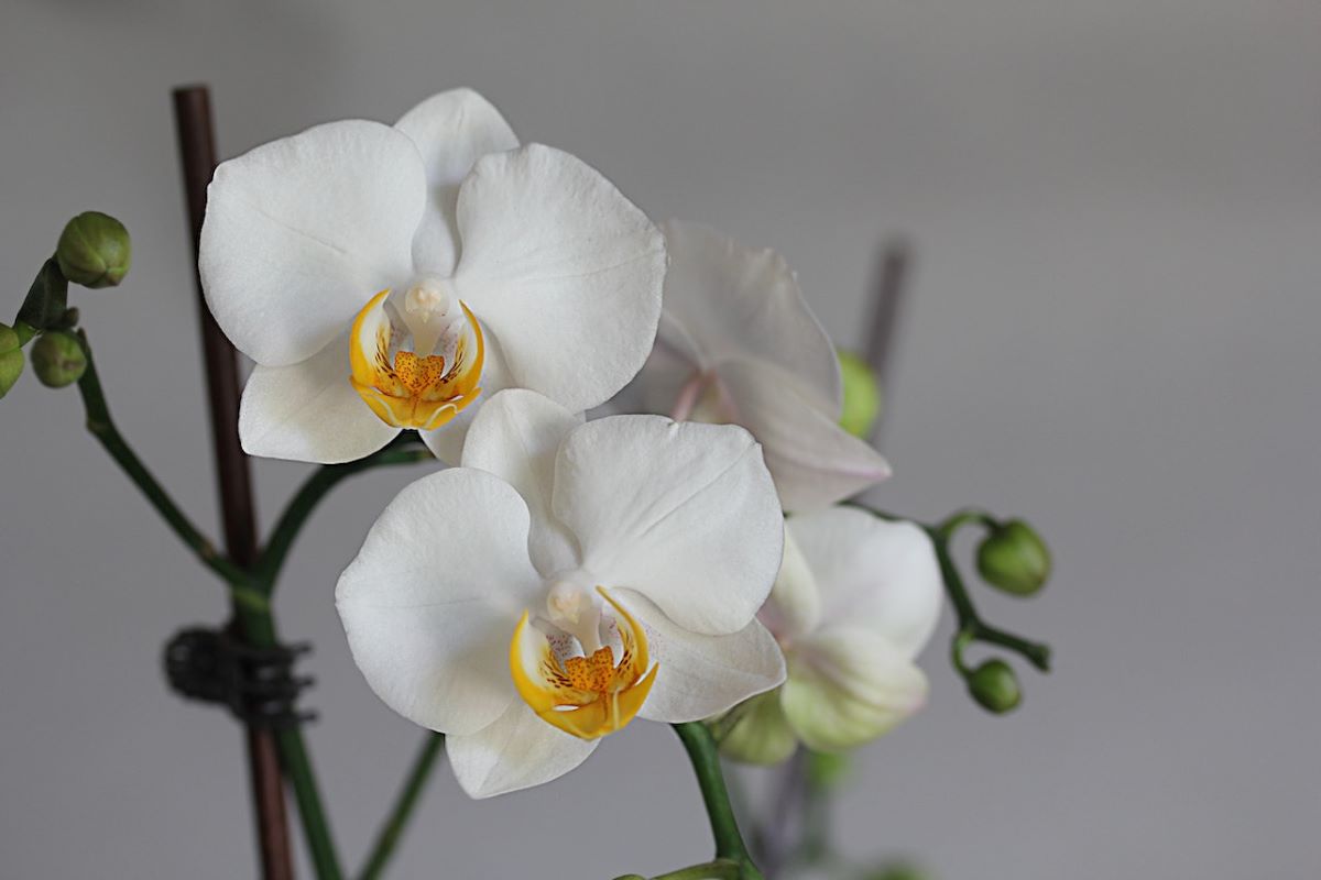 bile-kvety-orchideje