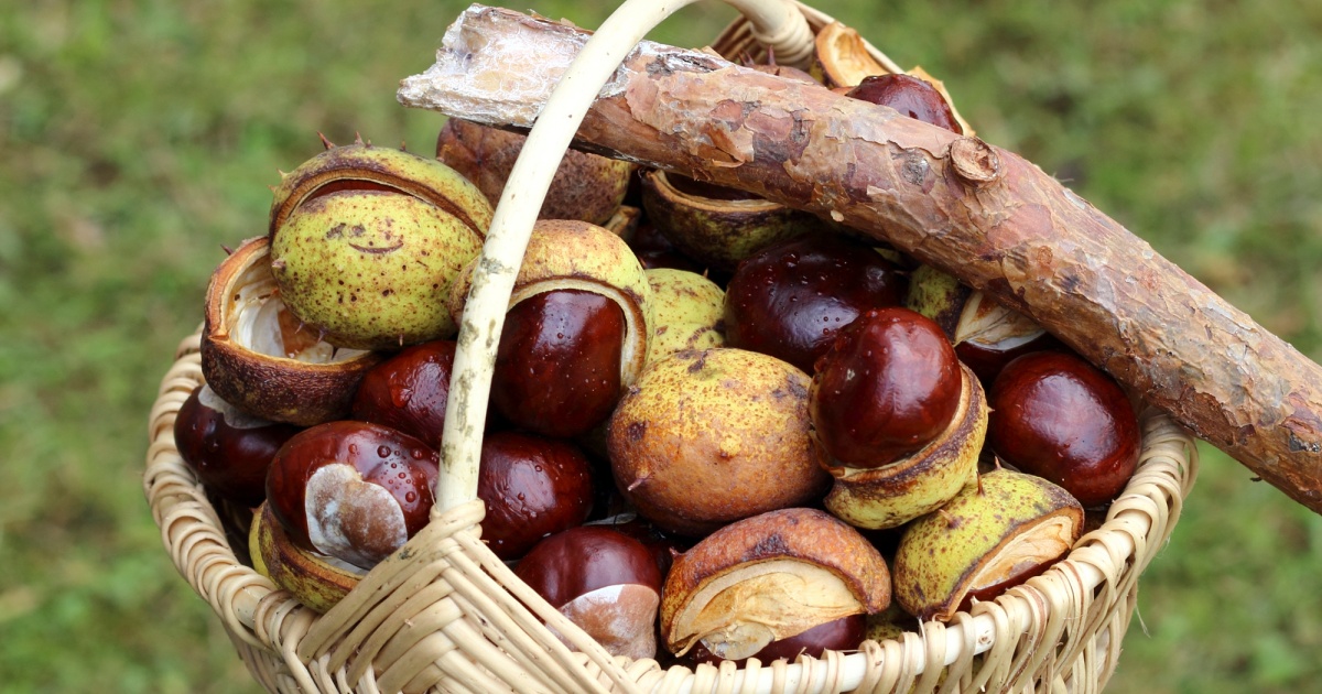 Chestnuts  in wicker basket