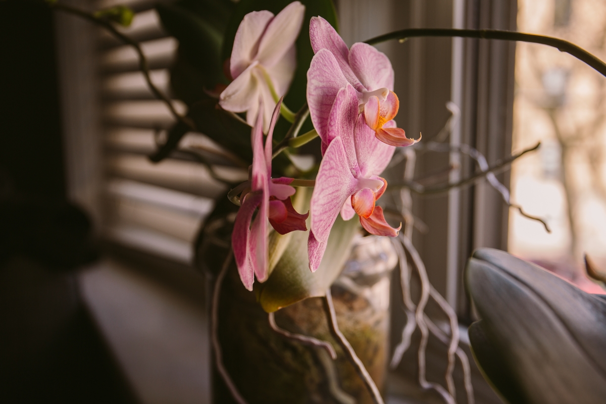 Kvetoucí orchidej s kořeny v pozadí