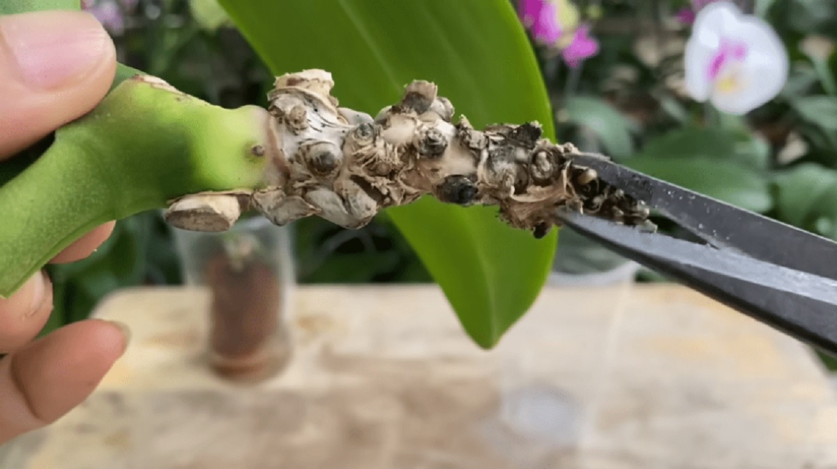 orchidej-koreny