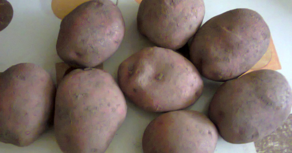 cerstve-brambory