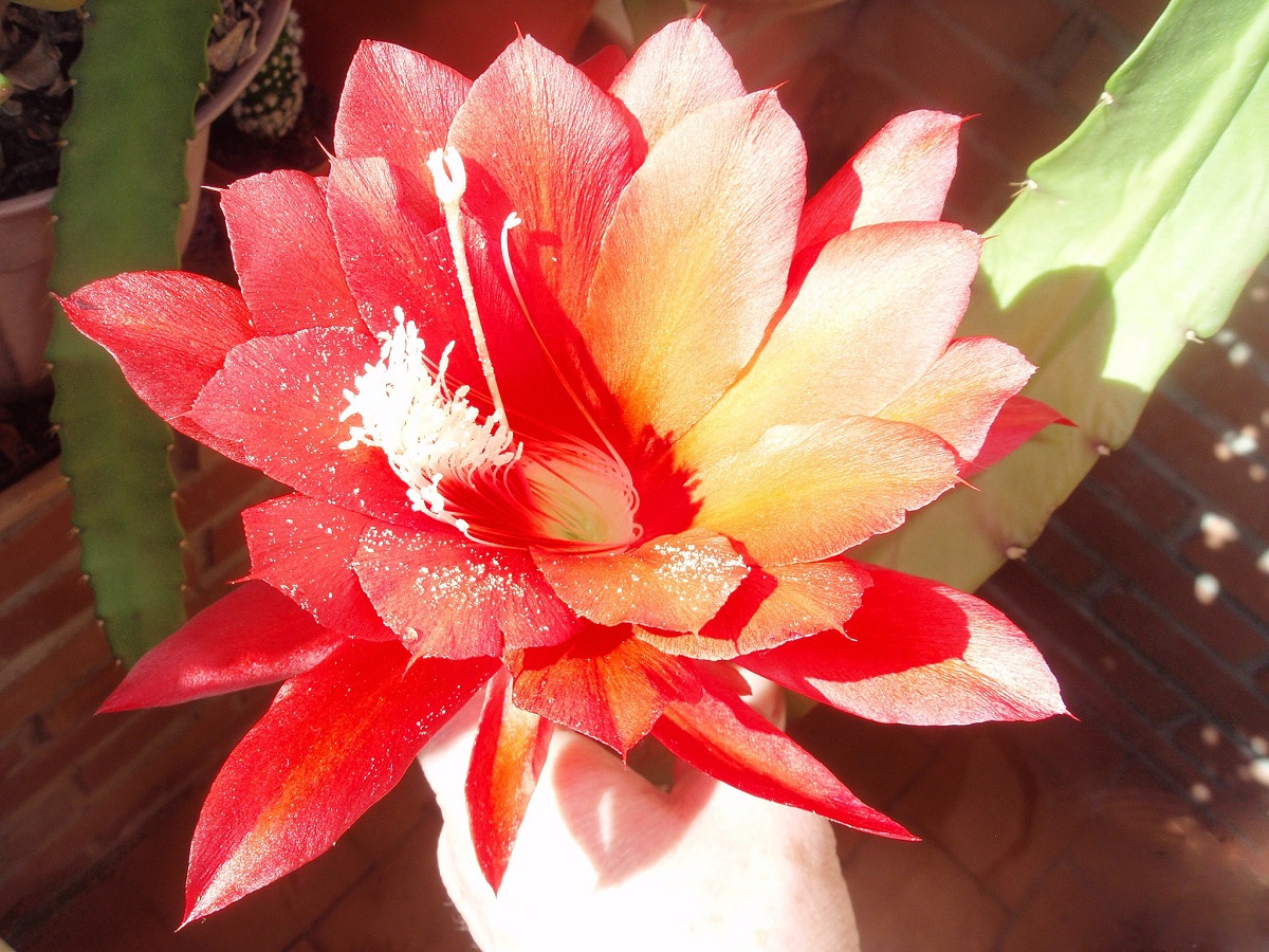 epiphyllum-ackermannii-orchidejovy-kaktus-kvet