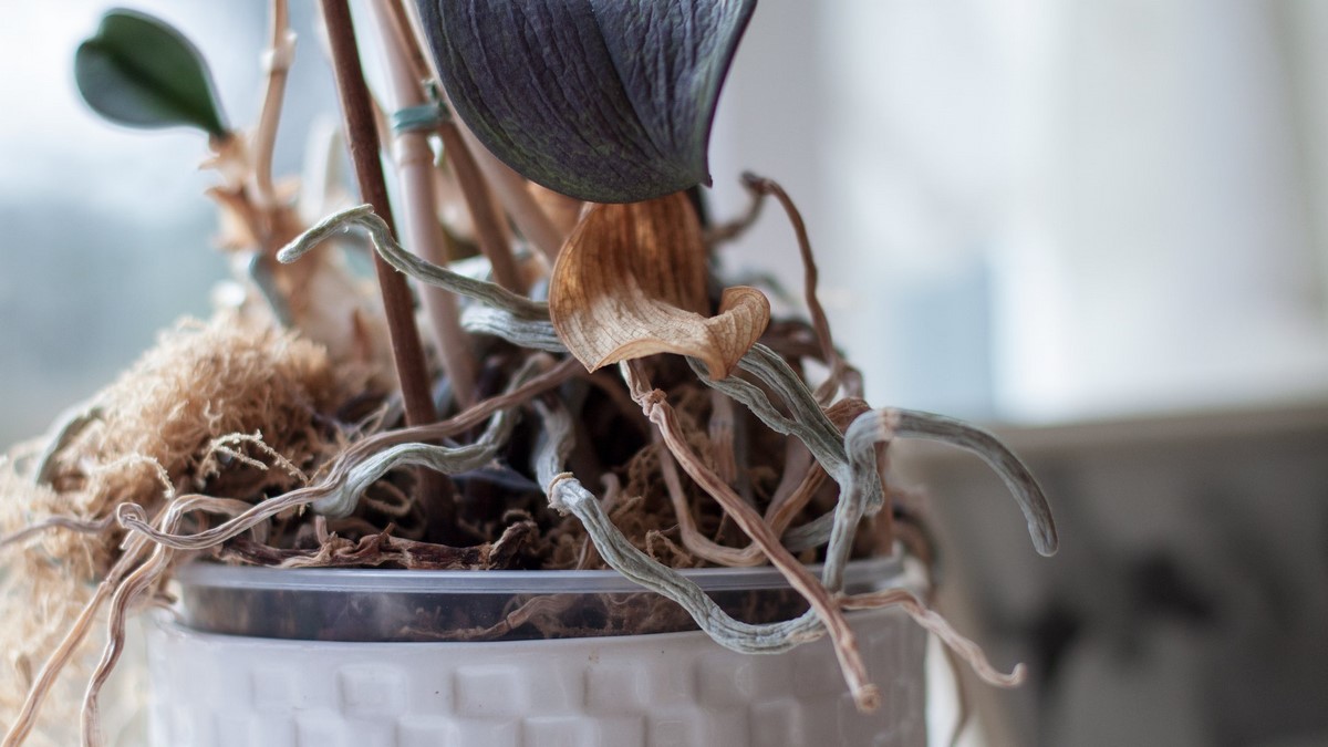 Orchidej – nemocné kořeny a listy