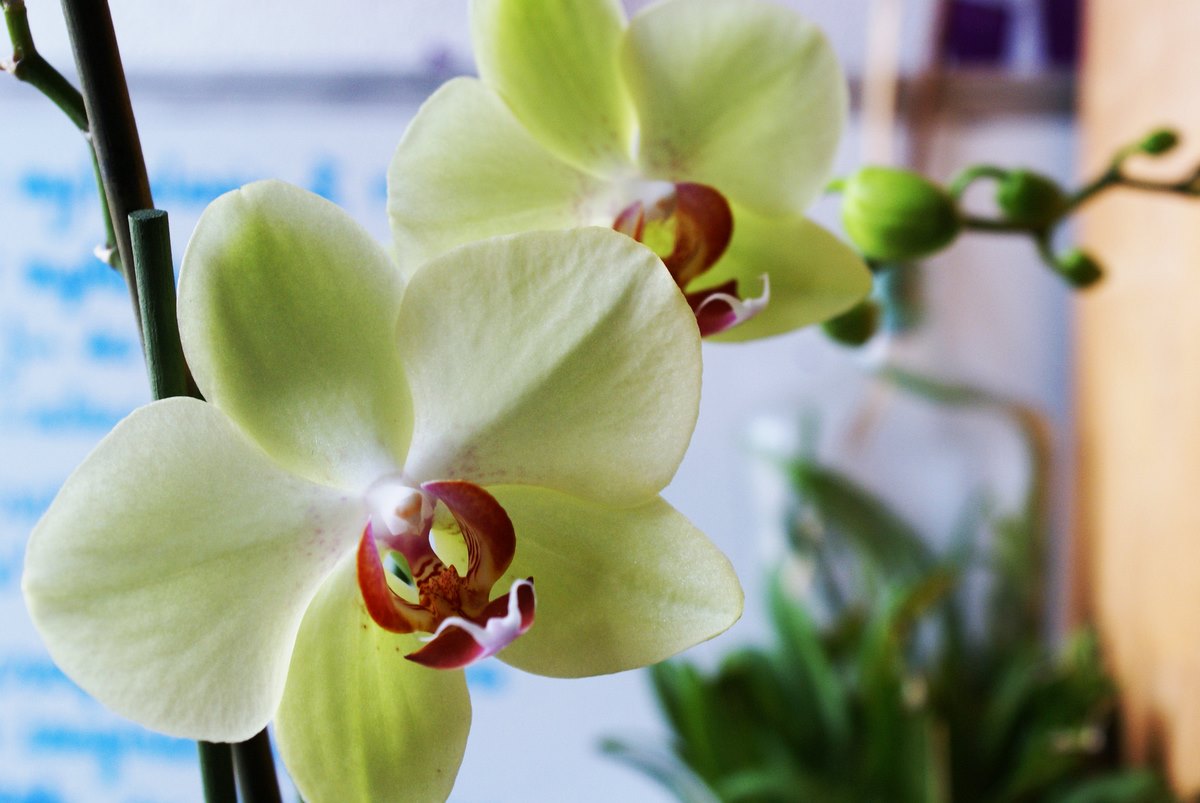 orchidej-zlute-kvety