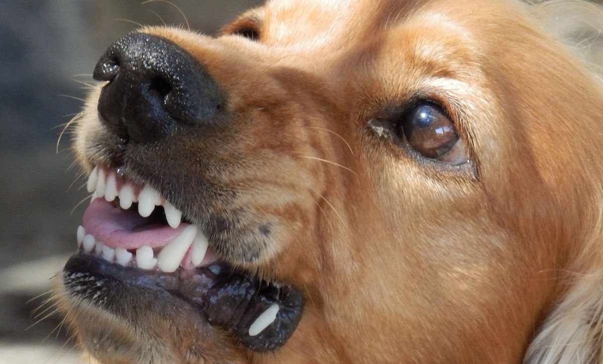 pes cení zuby