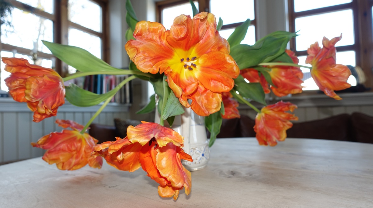 tulipany-kytice