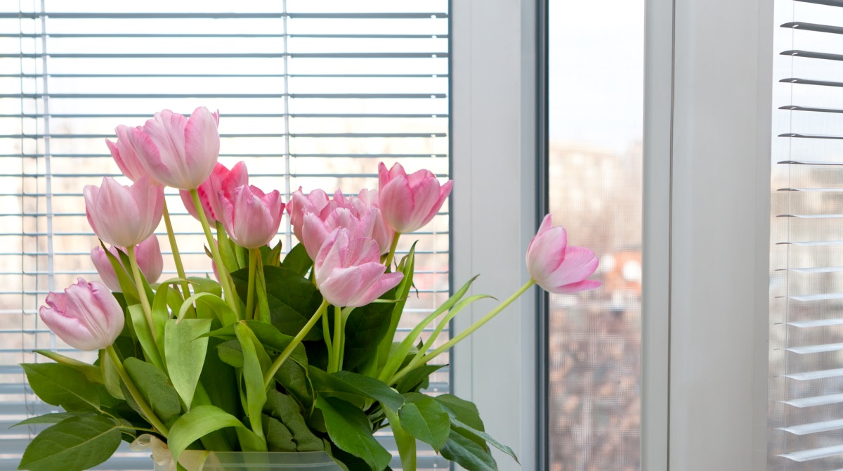 tulipany-okno