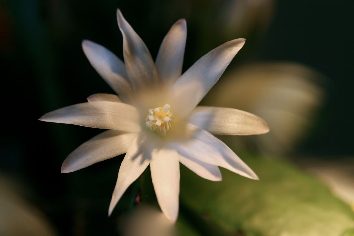 bily-kvet-velikonocniho-kaktusu