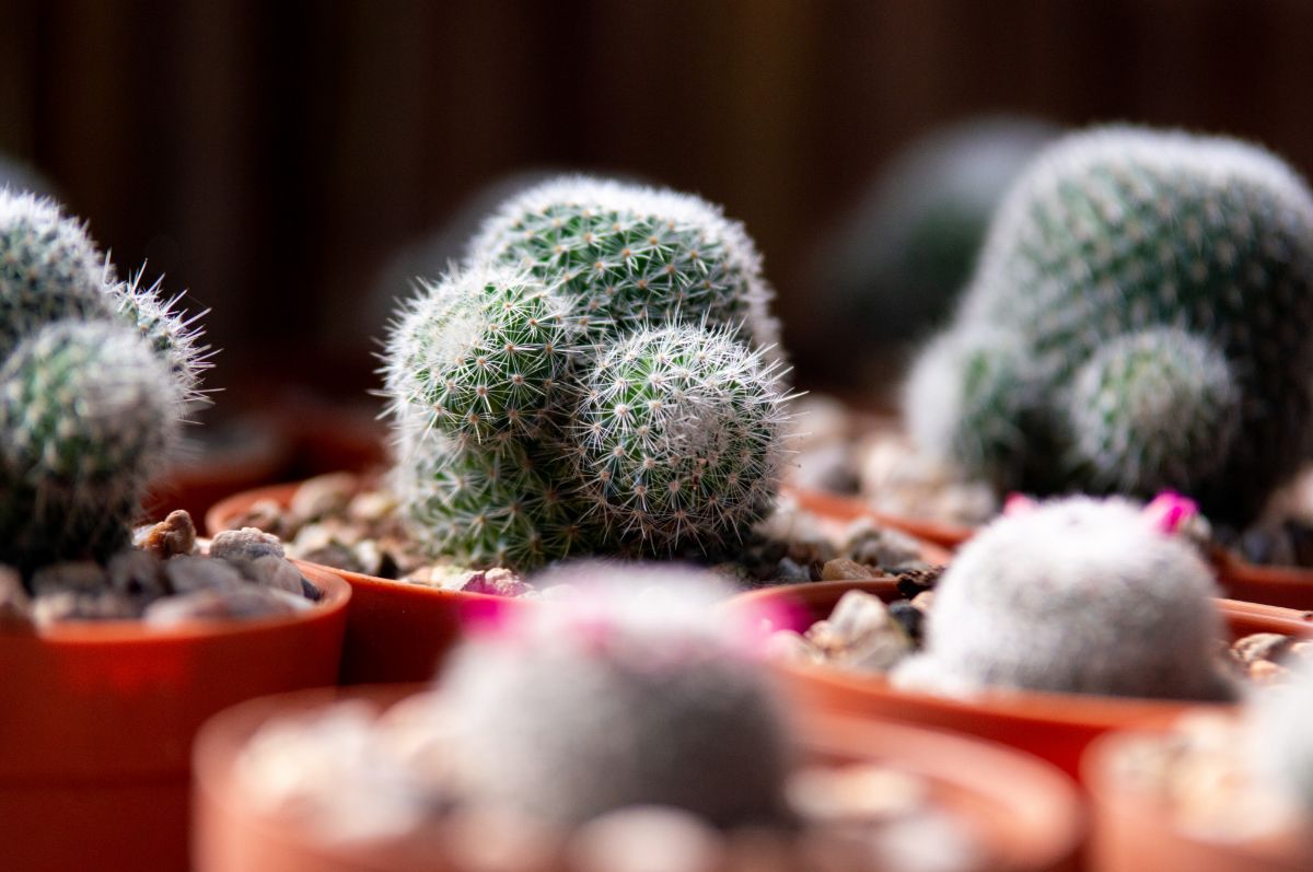 kaktus-rostlina