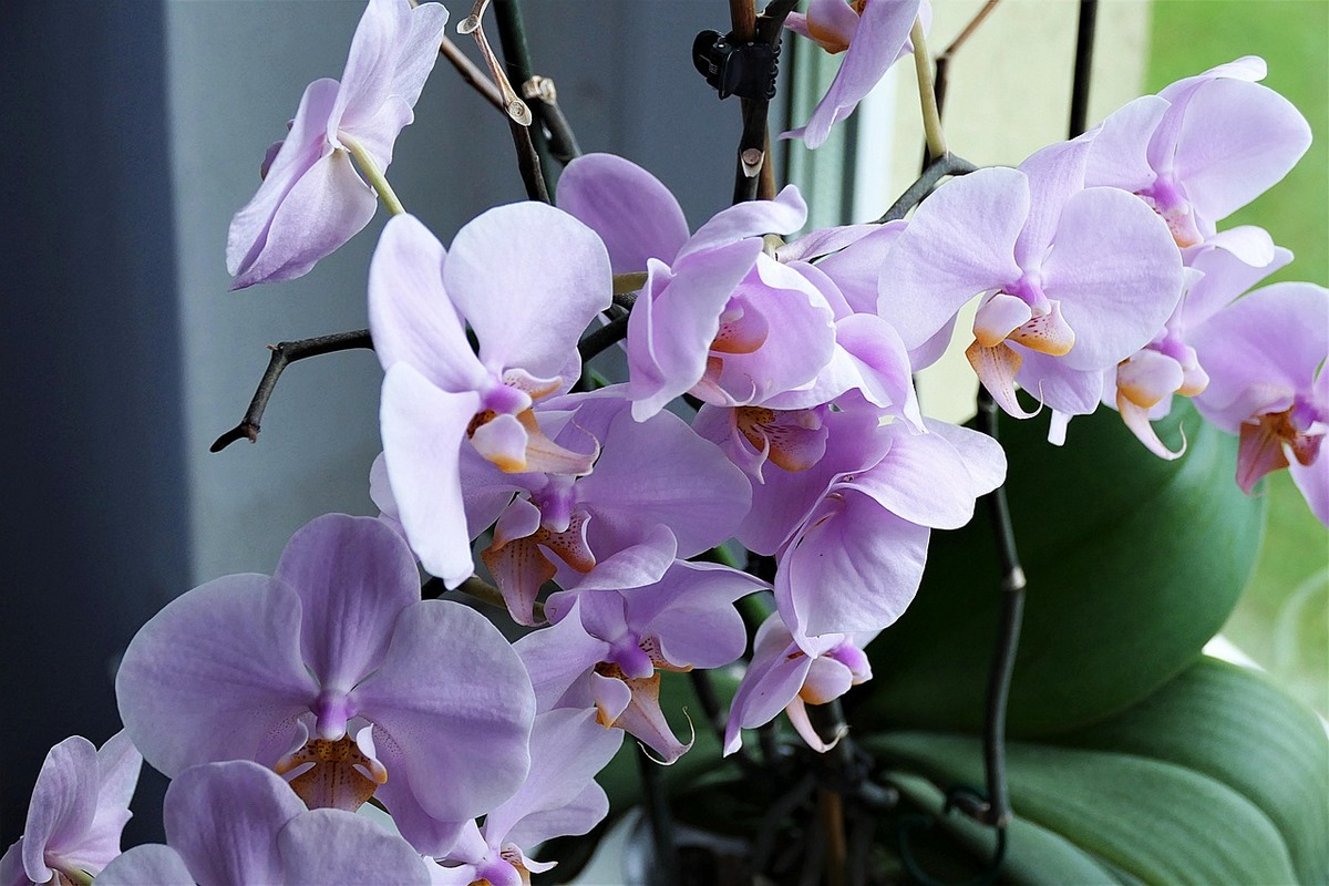 Fialkové květy orchideje