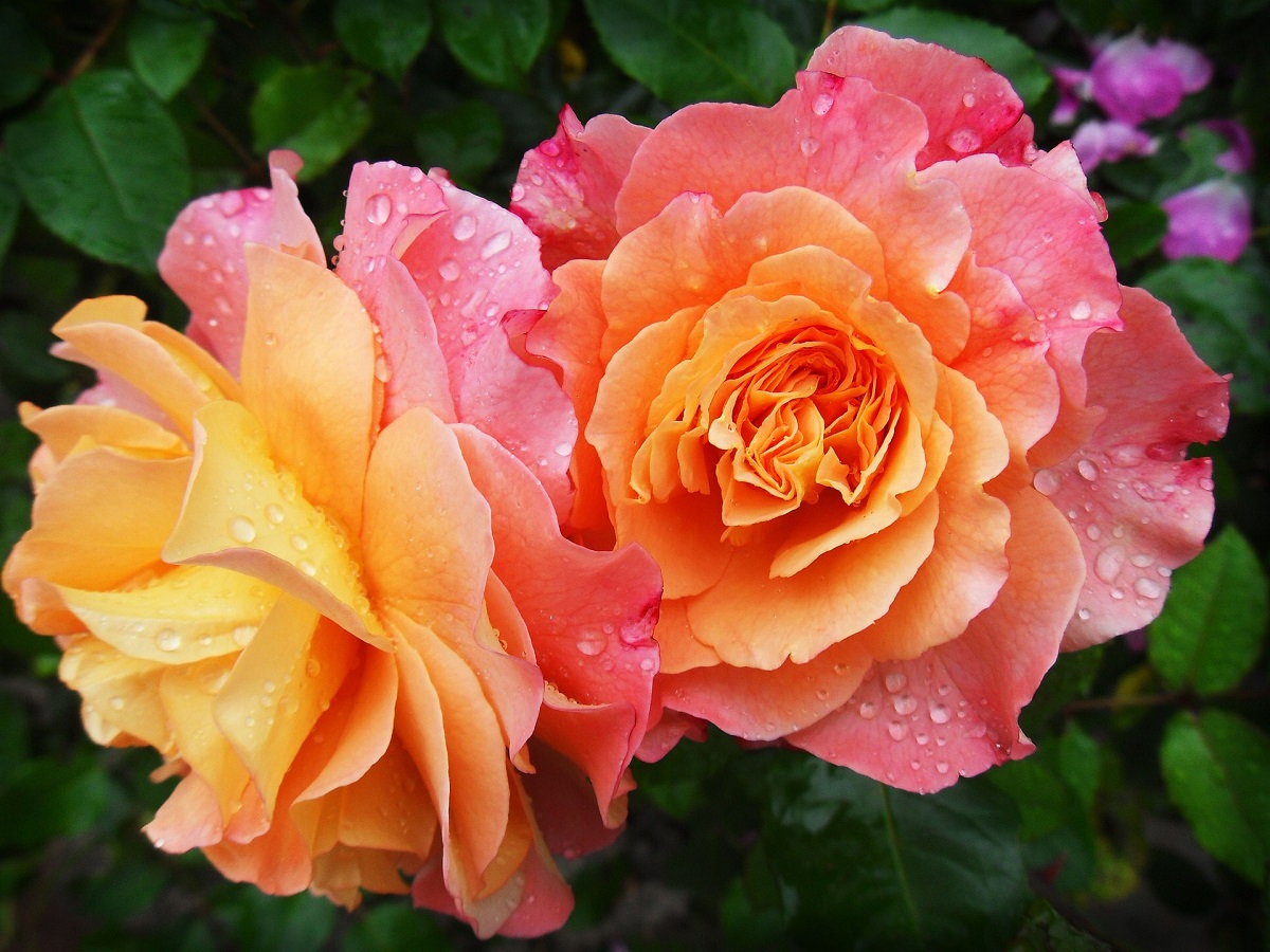ruze-barevne-kvety