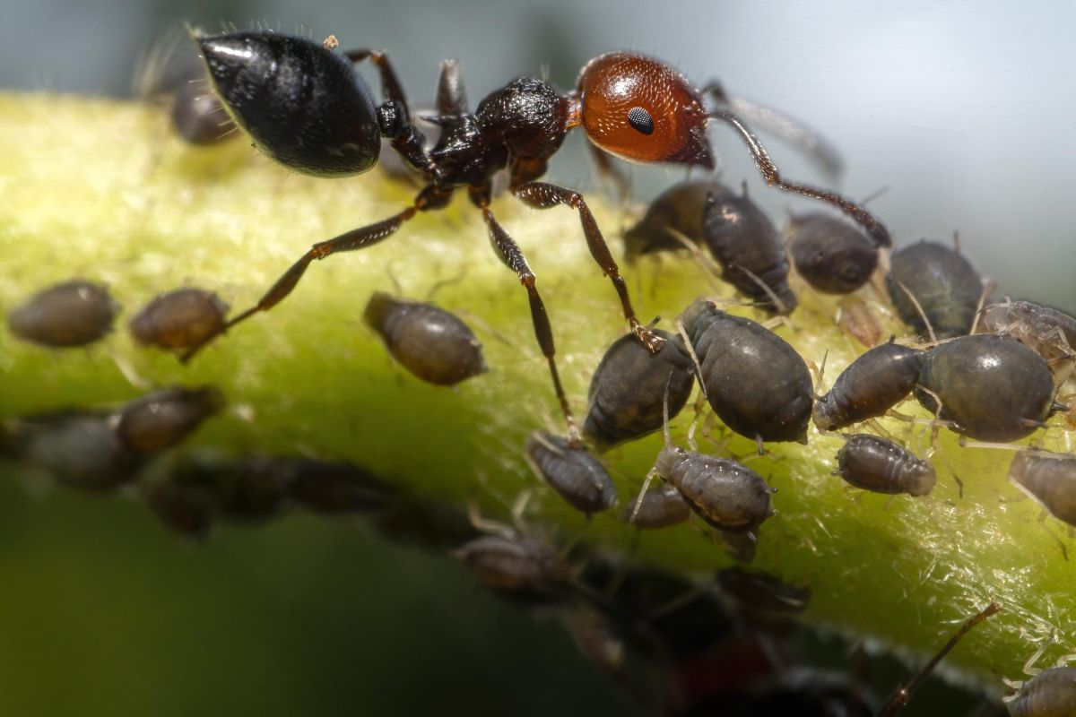 mravenec a mšice