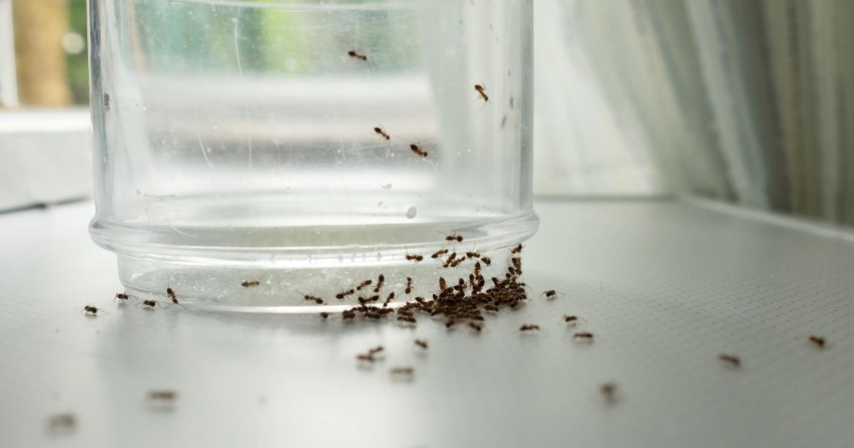 mravenci-sklenice