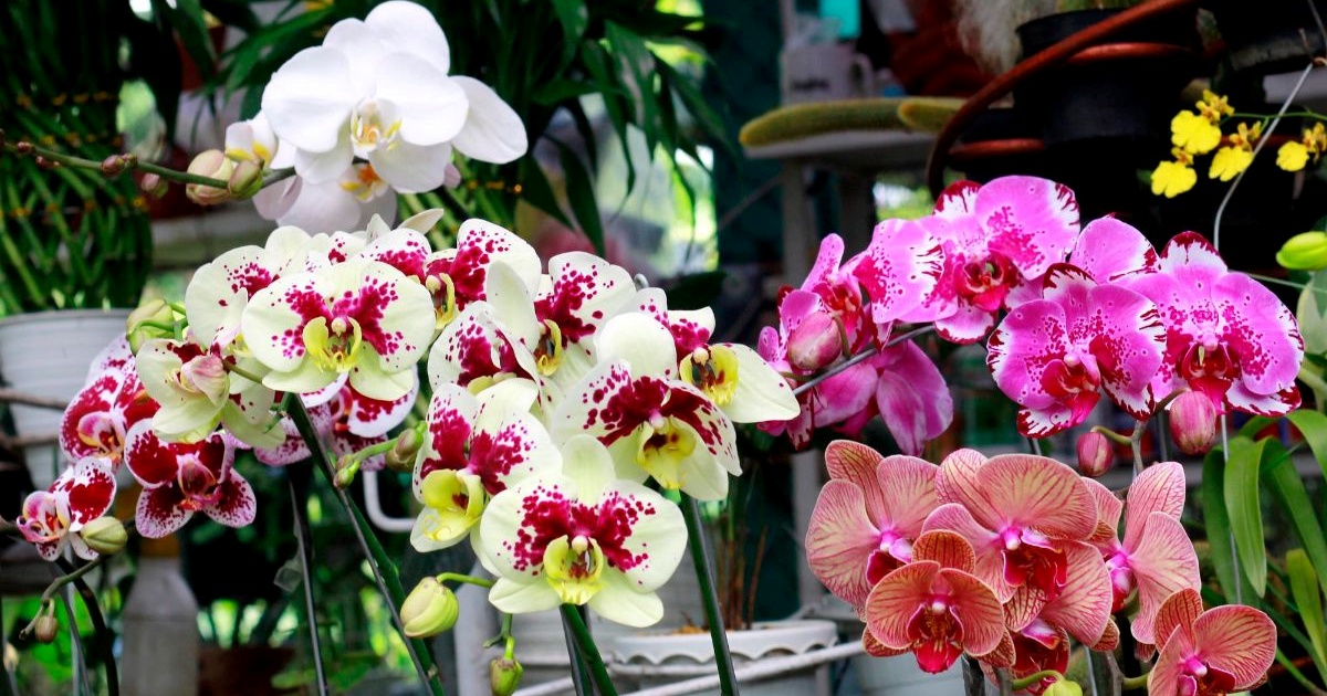orchideje-rostliny