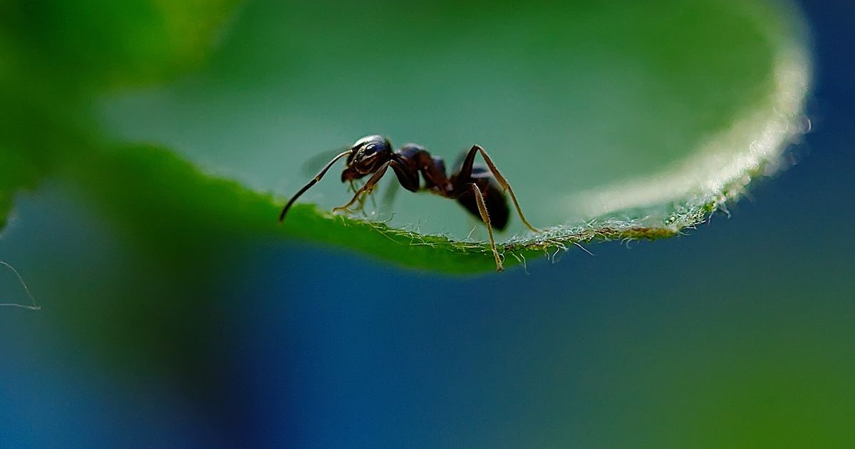 mravenec na listě