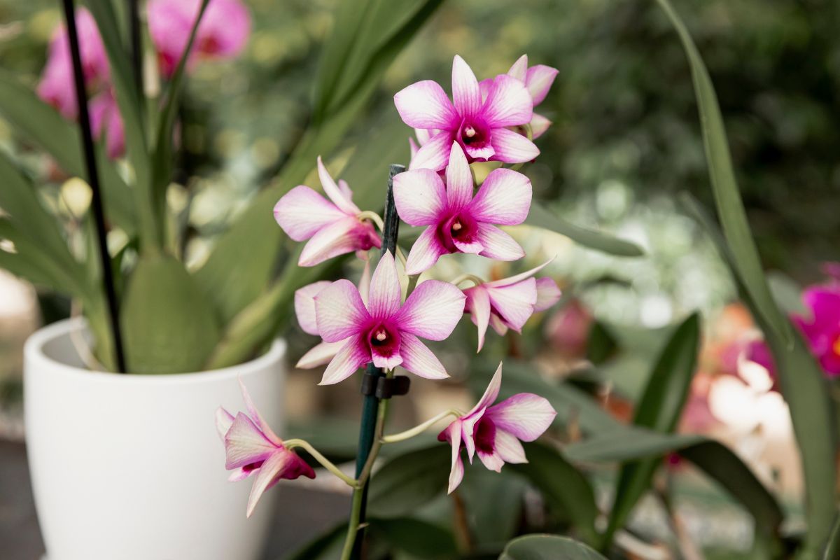 hvezdicovita-orchidej