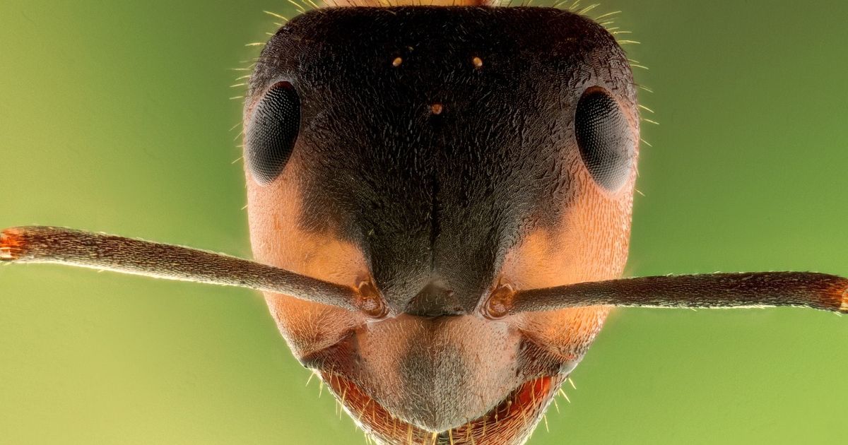 mravenec-detail