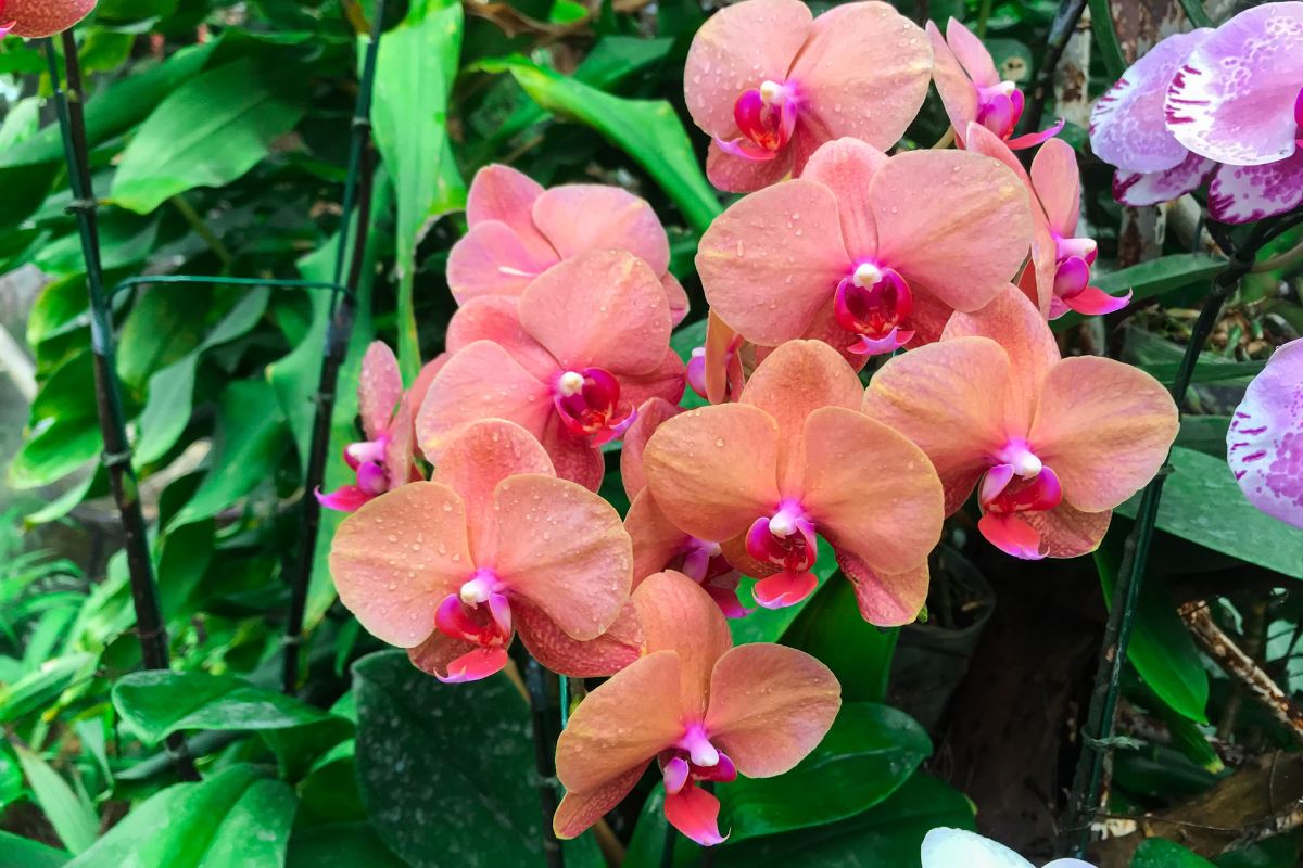 oranzova-orchidej