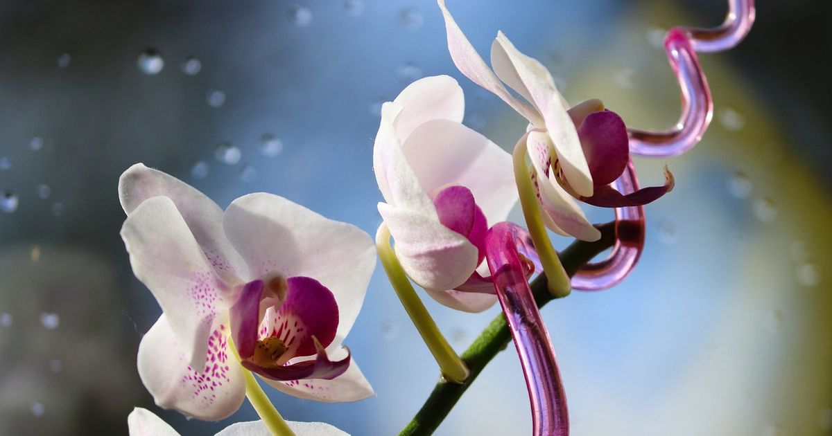 orchidej-detail