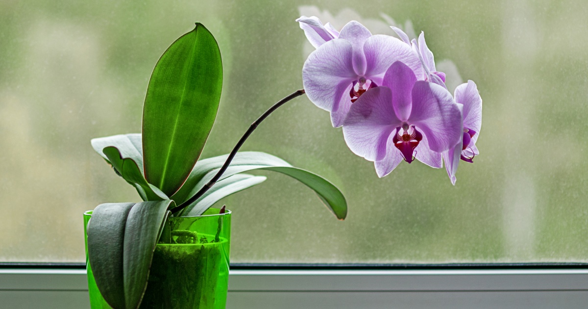 orchidej-na-okne