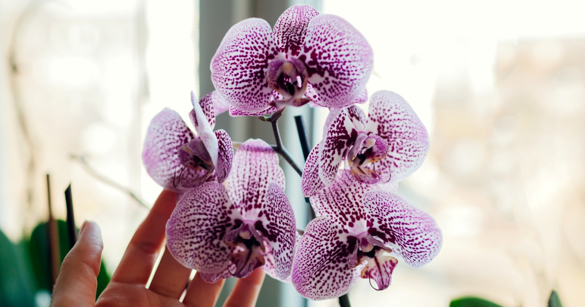 orchideje-na-okne