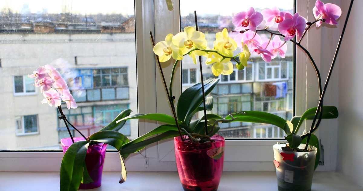 orchideje-na-okne