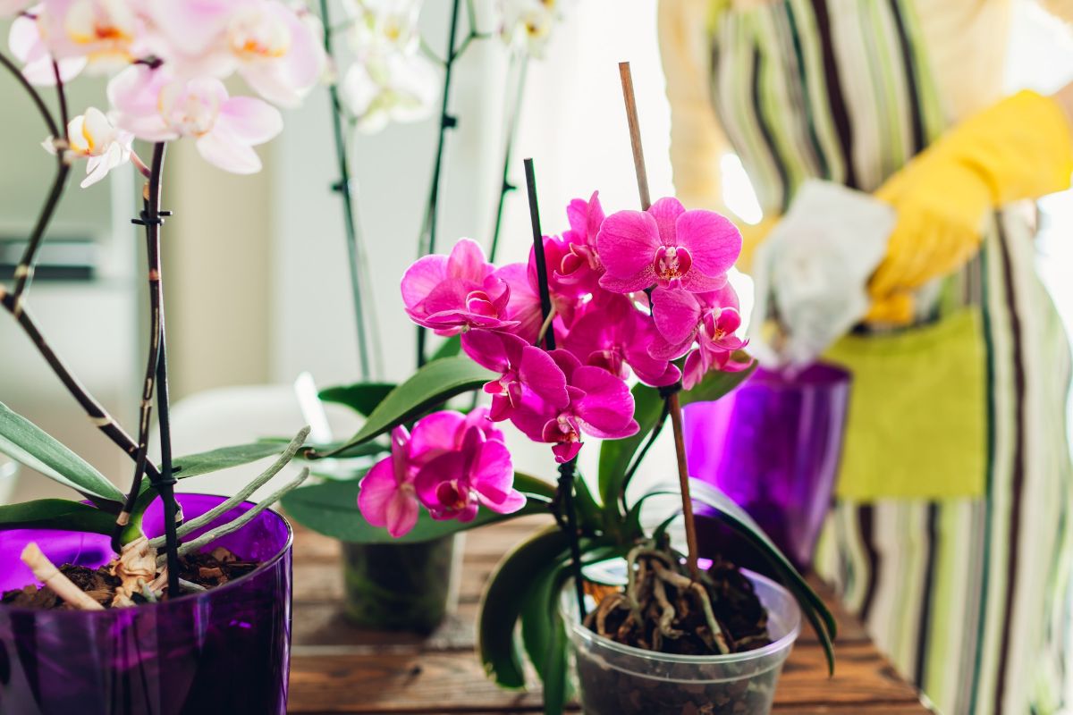 rozkvetle-orchideje-parapet