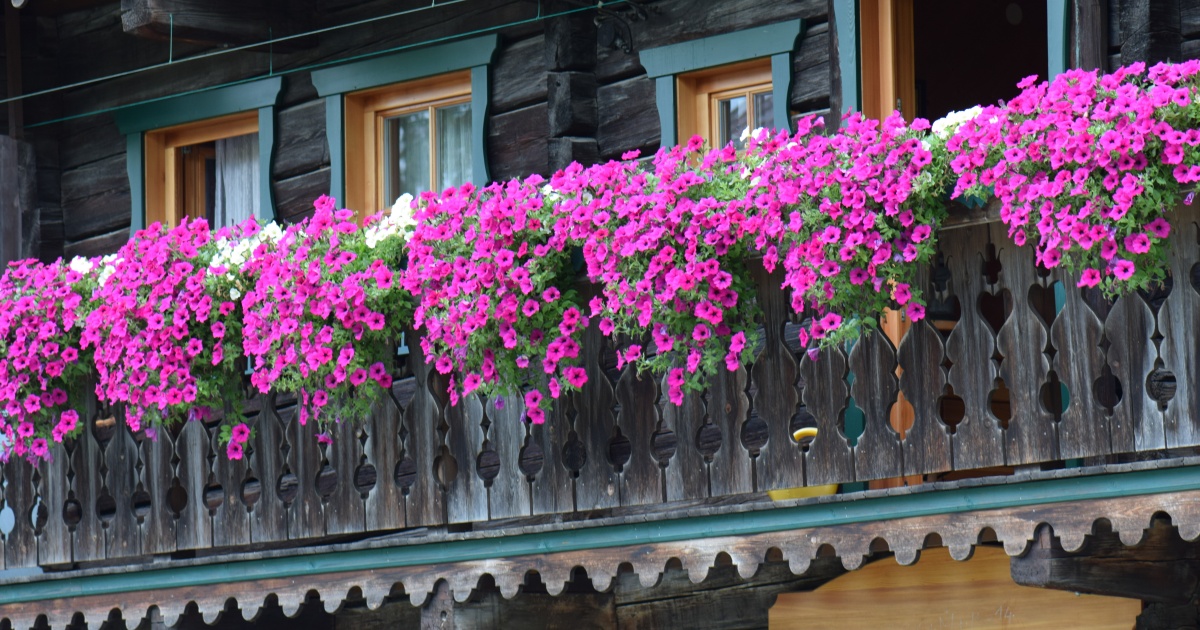 kvetiny-balkon