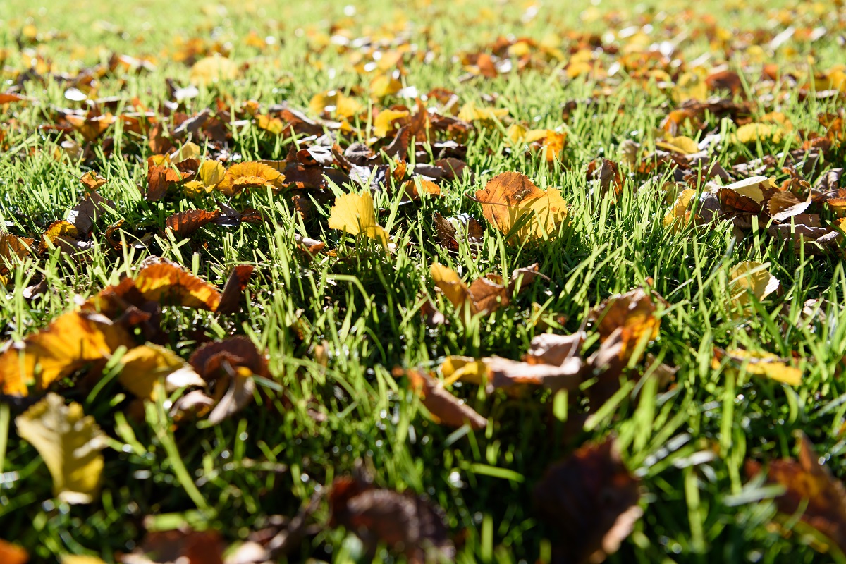 spadané listy na trávníku