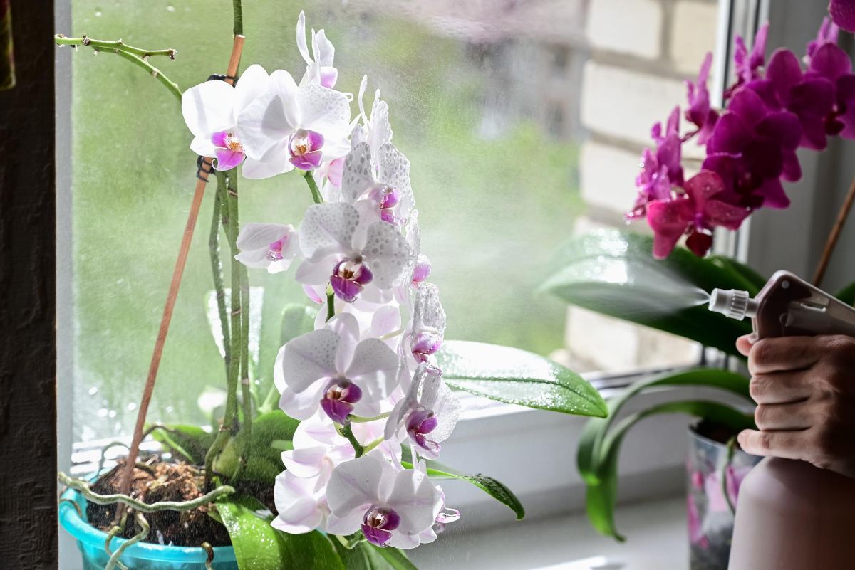 orchidej-okenni-parapet