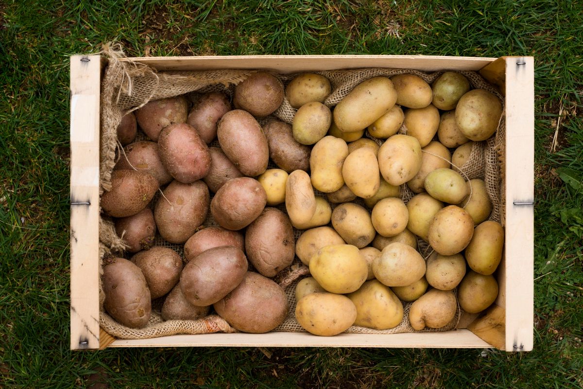 bedna-dva-druhy-brambor
