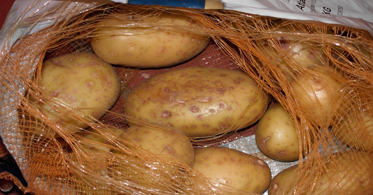 brambory-skladovani-pytel