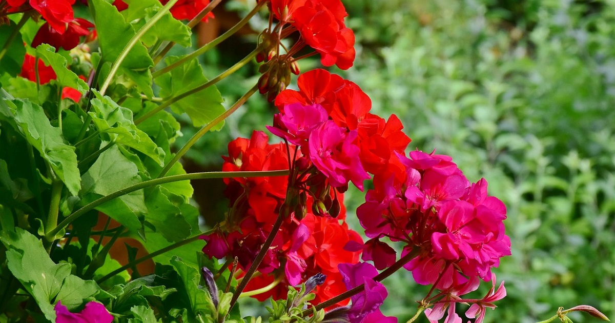 muskaty-kvety-cervene-ruzove