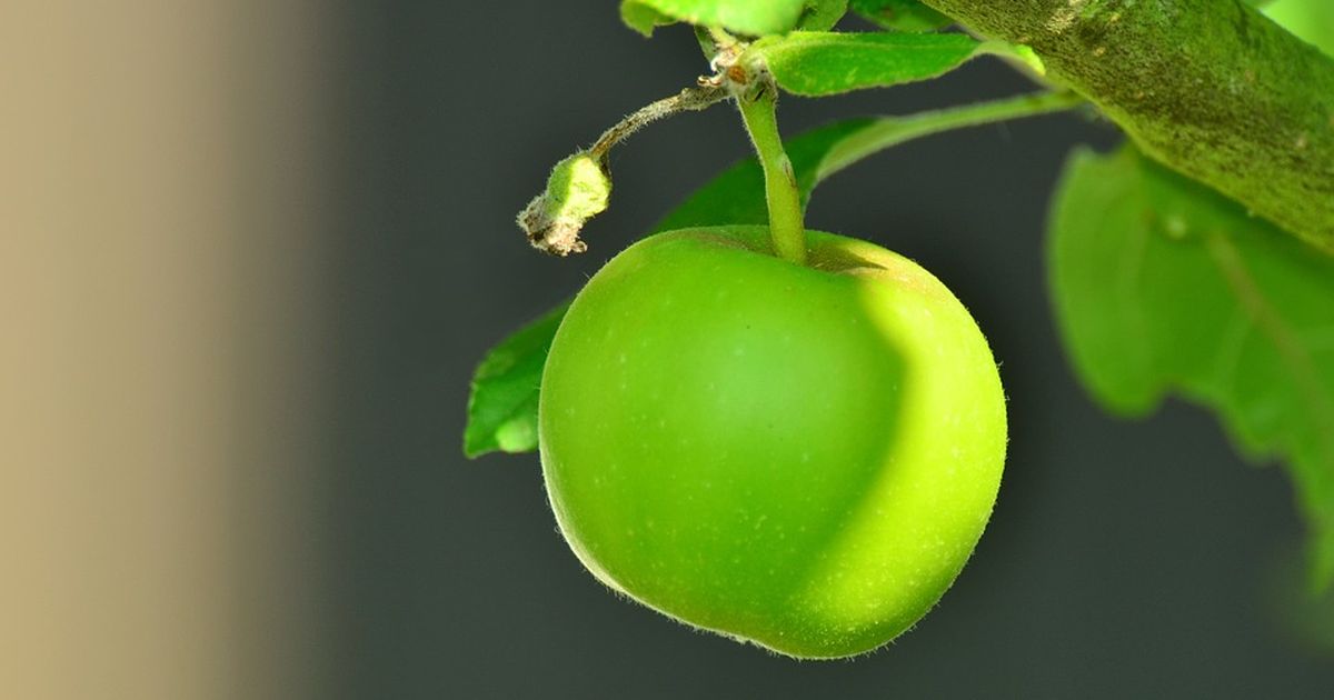 zelené jablko strom