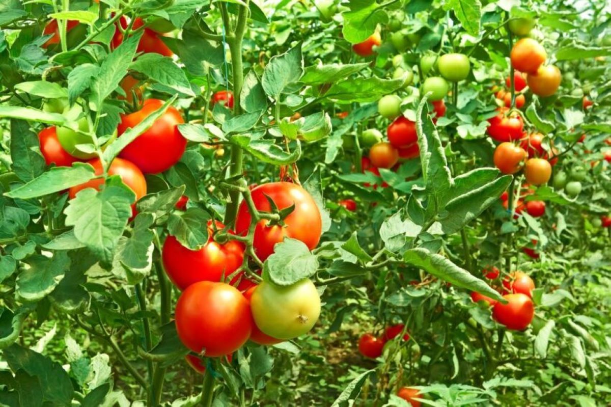 Velké a zdravé plody díky hnojivu z droždí