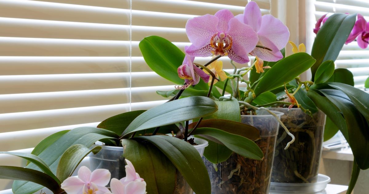 Příliš mnoho listů může orchideji zastavit růst